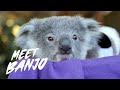 Banjo the Koala