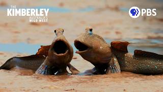 How Mudskippers Feed Millions of Migrating Birds