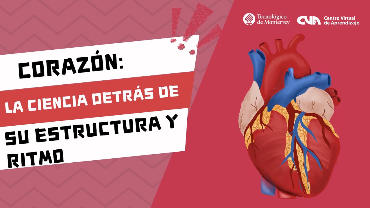 Partes Do Musculo Cardiaco Músculo Cardíaco Artificial Dispensa