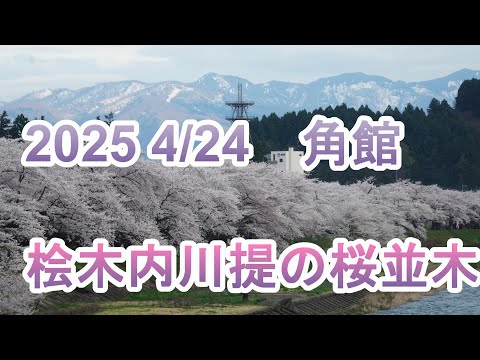 2025角館・桧木内川桜並木