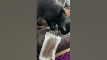 Cat takes catnip sticks 🐈‍⬛❤️