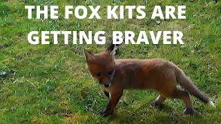 Información THE FOX KITS ARE OUT AND PLAYING Actualización