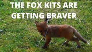 THE FOX KITS ARE OUT AND PLAYING