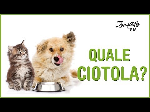 Video: Che Tipo Di Ciotola Usi Per Il Cibo Del Tuo Gatto?