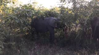 Baby elephant acting cute