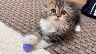 Our cute kitten is now showing us her precious toy (prey). Elle video No.48