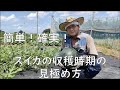 スイカ#8収穫のタイミングの見極め方【簡単!確実!】【収穫方法】2022年7月30日