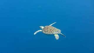 Green turtle snacking on a spotted bat wing jelly