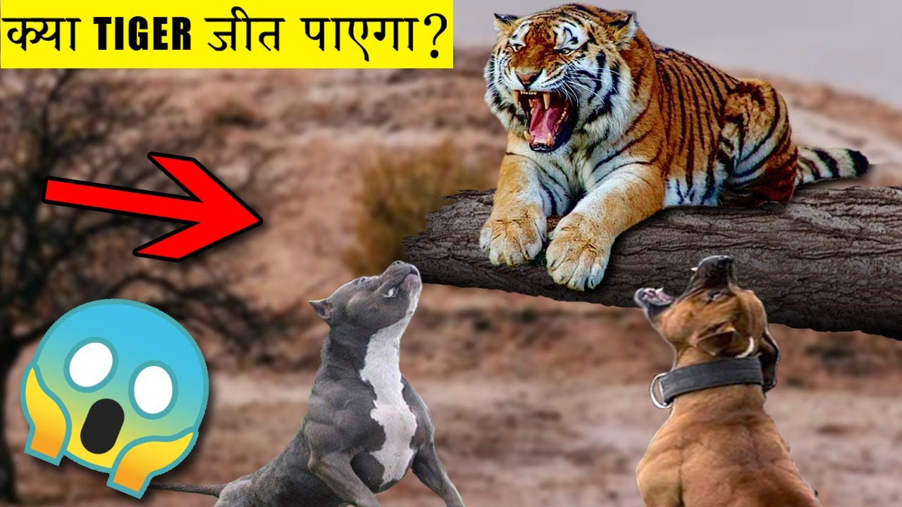 2 PITBULL VS 1 TIGER Who Win The Fight ? [Hindi] YouTube