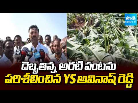 పంట బీమా డిమాండ్ | YSRCP MP Avinash Reddy Inspects Banana Crop Damage | @SakshiTV - SAKSHITV