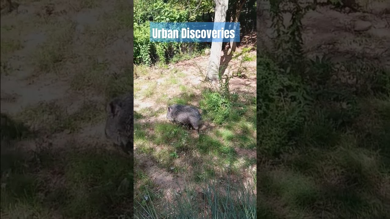 Urban Discoveries: What type of furry pig 🐖 is this? 