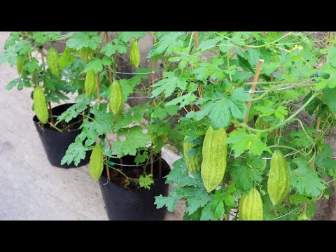 How to grow bitter melon with seeds easily for beginners