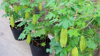 How to grow bitter melon with seeds easily for beginners