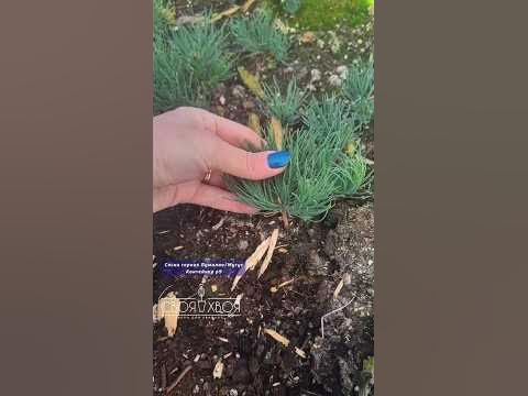 контакт для связи 👇🏻 - YouTube