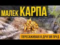 Выловил малька Карпа Кои. Пересаживаем малька карпа кои в другой пруд.