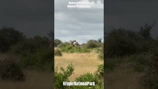 Giraffe and Zebra - Kruger National Park