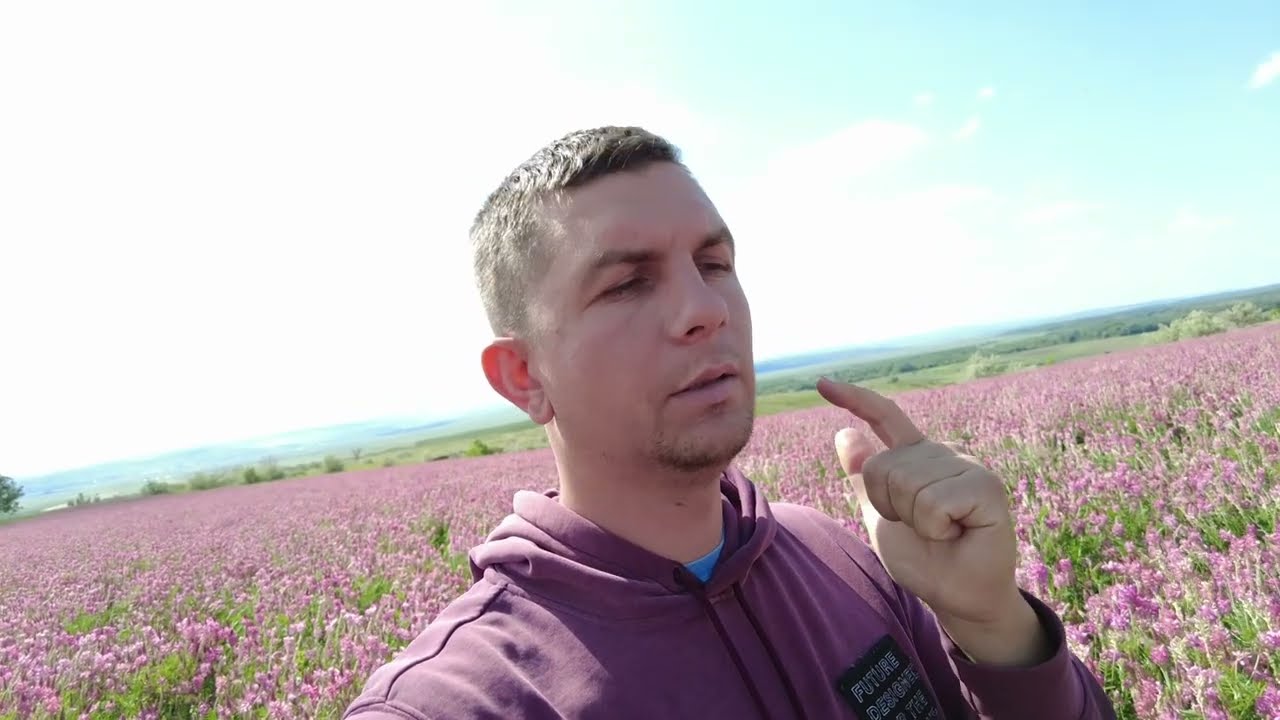 SPARCETĂ  sau LUCERNĂ? cel mai frumos câmp...