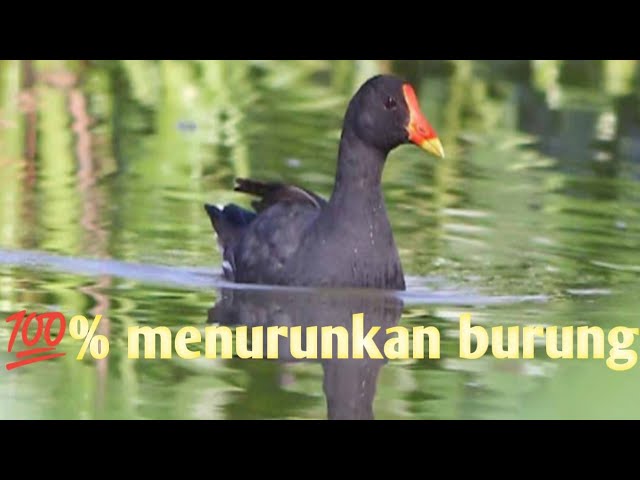 suara pikat burung mandar di malam hari 💯% turunin burung#14 class=