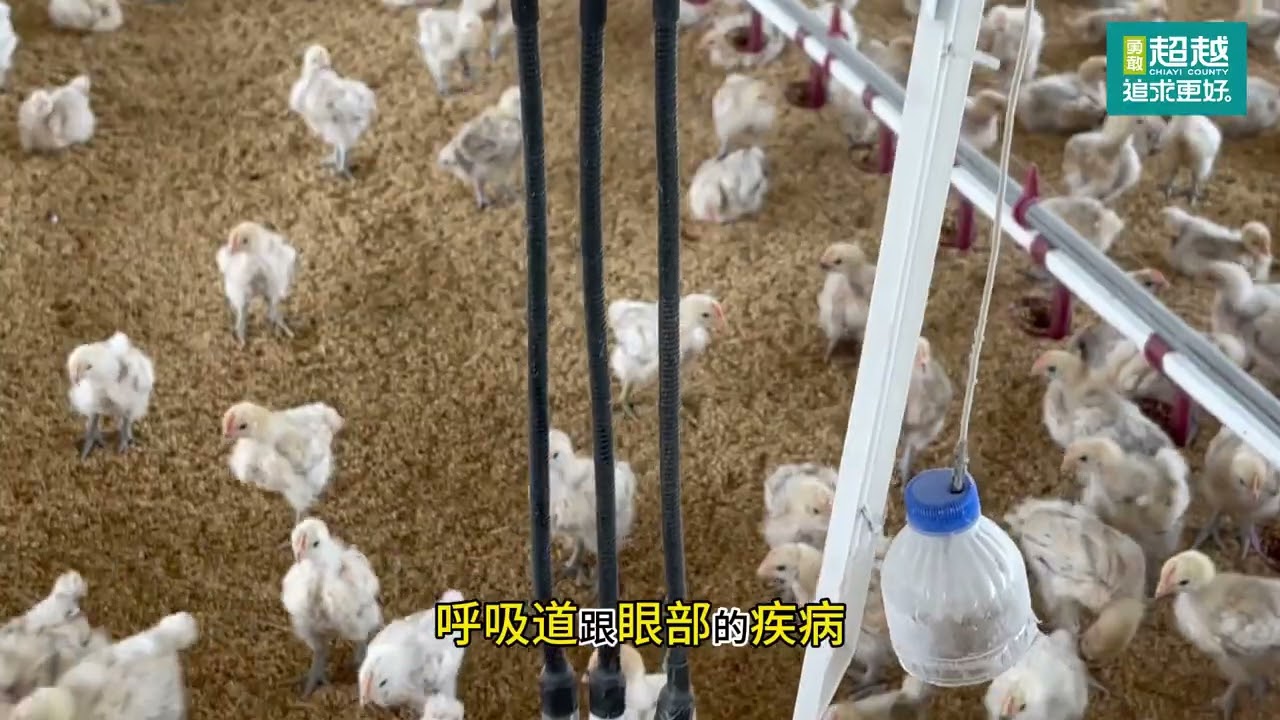 創新科技如何改變傳統肉雞場的未來：張景翔畜牧場