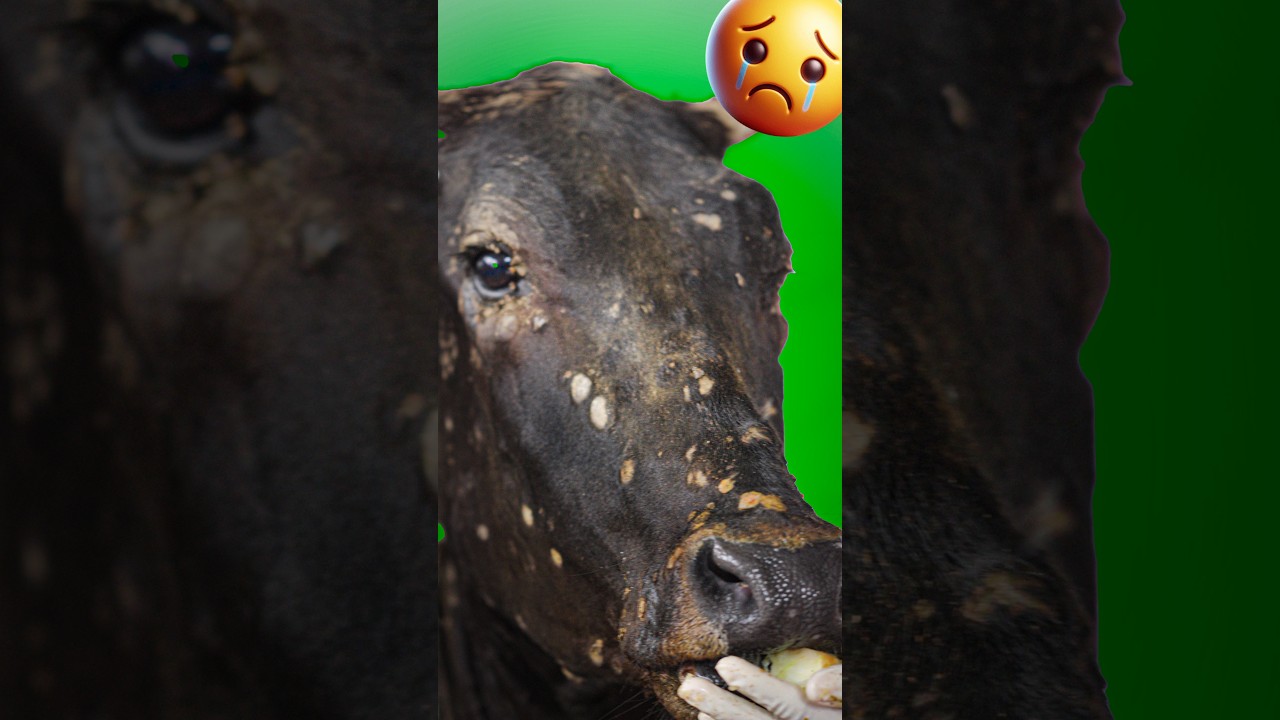 Original Title & Thumbnail