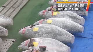 豊洲市場　マグロの競り「専用デッキ」からの見学始まる
