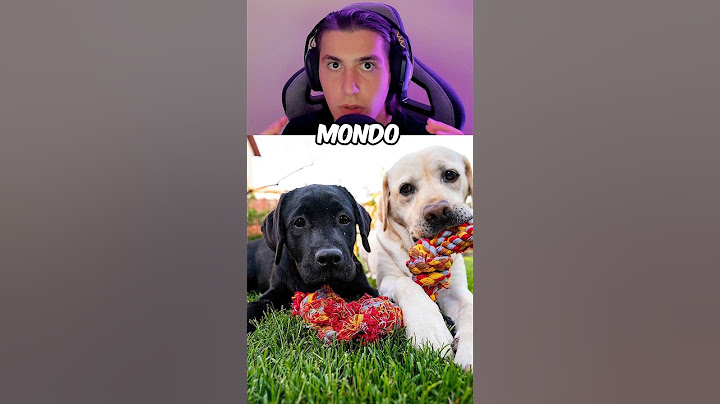 I Nomi Per Cane Più Popolari Al Mondo 🐶