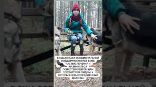 Животные эмоциональной поддержки. Собаки спасают от депрессии. #shorts