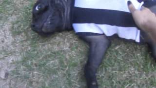 M4V01742.MP4