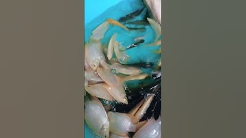 Nông nghiệp độc lạ||Cá lóc bông Ophiocephalus micropeltes#shorts