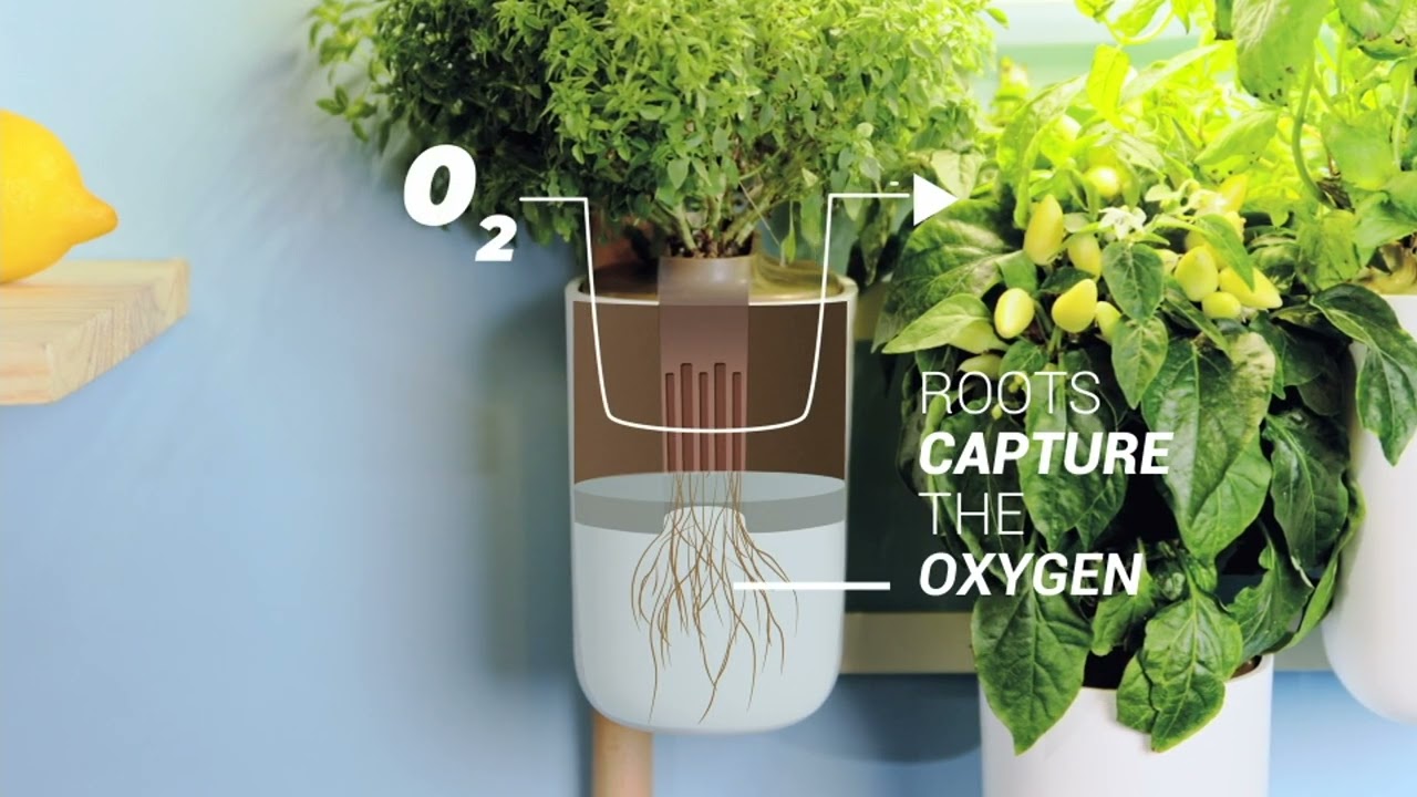 Lilo Connect Smart Garden // Includes Basil, Lemon Basil + Chives Pods video thumbnail