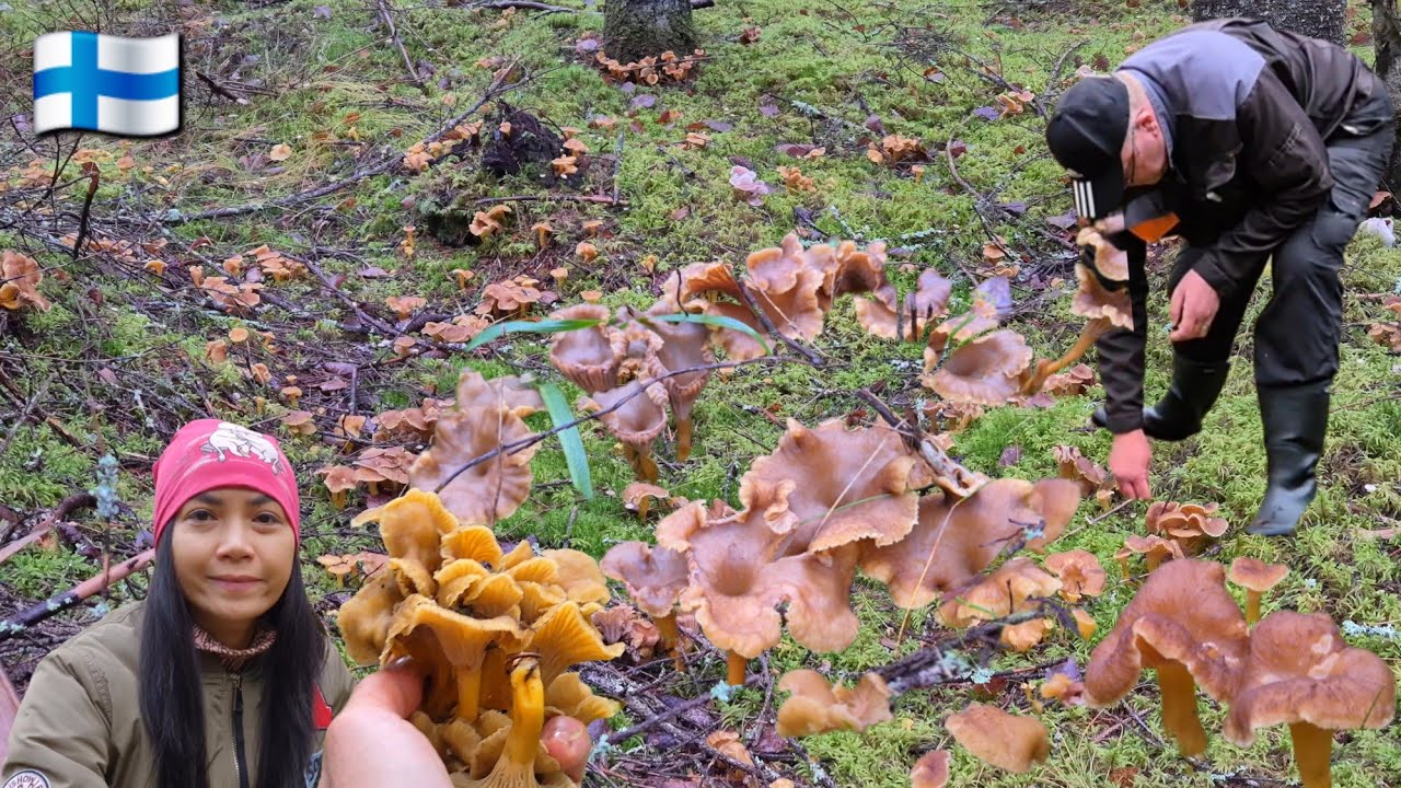 เก็บเห็ดดำ 4 K โตเต็มที่ ดอก,ขางามๆเยอะมากๆ  3.11.2025 🇫🇮