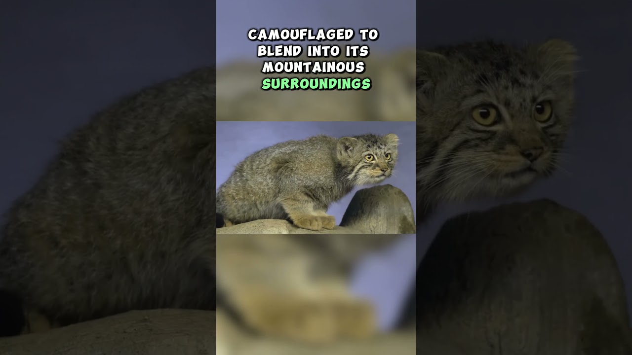 Top Ten Animals of the Andes Mountains: The Andean Mountain Cat