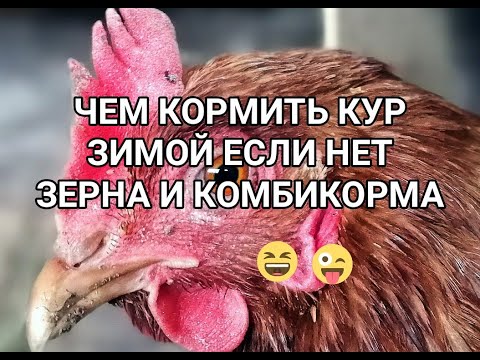 Чем КОРМИТЬ кур ЗИМОЙ, особенно когда не хватает кормов :-)))... How to FEED chickens in WINTER
