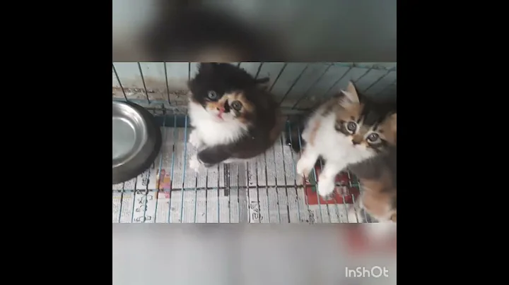 Watch the video about Beautiful Calico Semi Punch Persian Kitten's available at Rabiya Fish N Pets. 9396934466