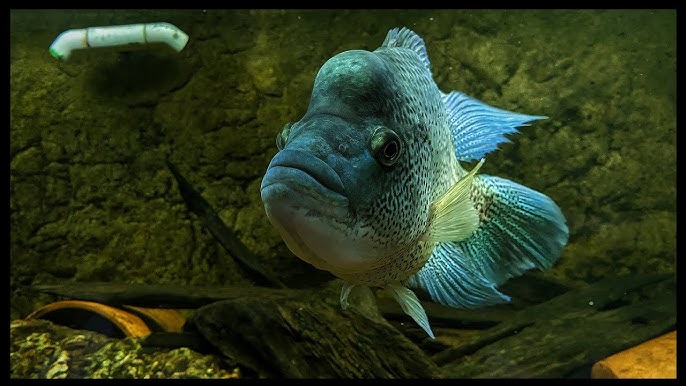 Garra rufa – Doctor Fish (Discognathus crenulatus, Garra rufa gymnothorax)  — Seriously Fish