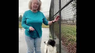 Combining the heel and back cues in obedience training. by Gimme 5 Dog Training with Serendipity Sighthounds 48 views 3 months ago 2 minutes, 21 seconds