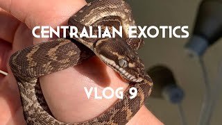 Famous Inland Carpets, Rough Scaled Python, Womas, Black Heads, Bredli, Oh My! Centralian Exotics - VLOG #9 Net Worth