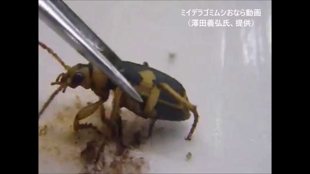 アメリカ産ゴミムシ 2016 History of Beetle Research in Kansai 9: Kansai Place-Name
