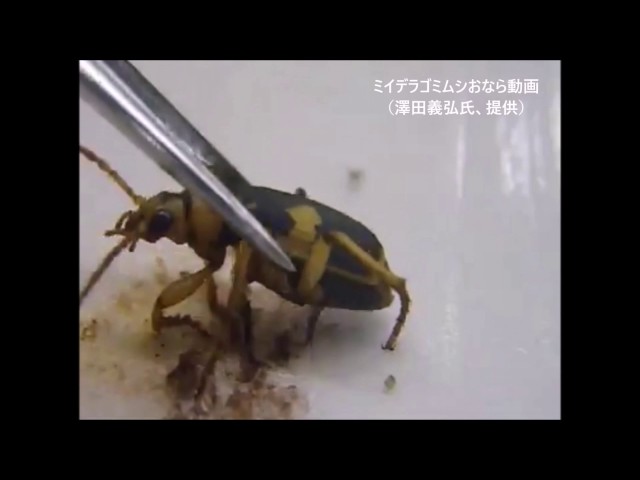 ボツボツとした突起を持つゴミダマ【標本】 備忘録 海外の様々な