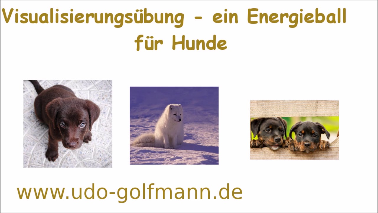 Visualisierung für Hunde Engelmedium und Hellseher Udo Golfmann