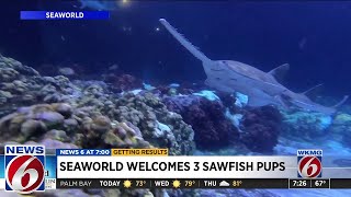 SeaWorld Orlando Celebrates a Historic Milestone in Conservation with the World’s Second Birth i...