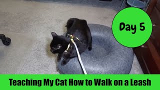 Teaching My Cat How to Walk on a Leash Day 5 by Serena the kAt 227 views 1 month ago 5 minutes, 38 seconds