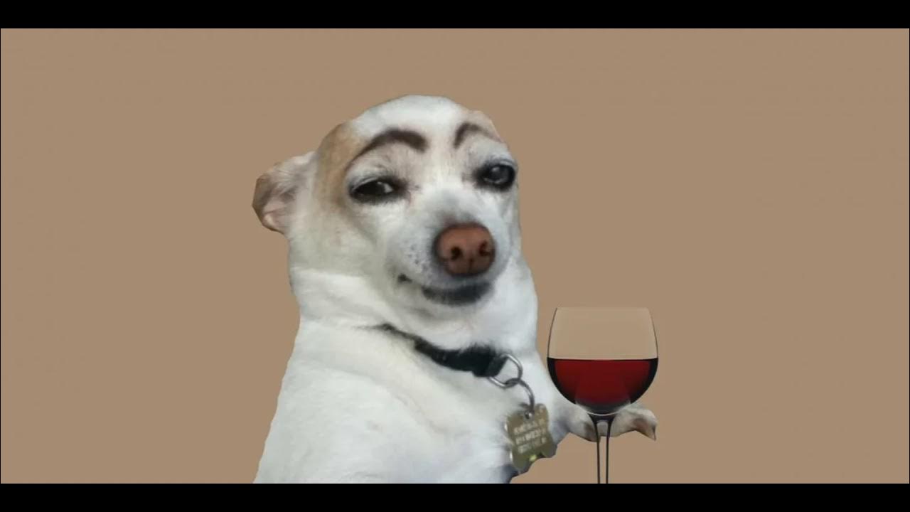 Собаке-мему Чимсу исполнилось 10 лет! / Doge Lore :: doge :: день рождения :: ме