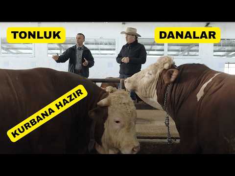 Kurbanlık Muhteşem Tonluk Danalar Bu Çiftlikte! Üstelik Fiyatlar Uygun!