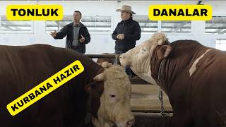 Kurbanlık Muhteşem Tonluk Danalar Bu Çiftlikte! Üstelik Fiyatlar Uygun!