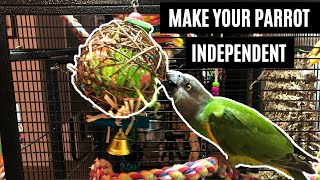 How To Make Your Parrot More Independent and Self-Entertain screenshot 4