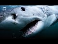 【捕食】血の海...超野生的なサメの姿を追う| Predators Up Close with Joel Lambert【ホオジロザメ】