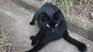 【野良猫と遊ぶ】川沿い黒猫がついて来いと言ってきた【黒猫】