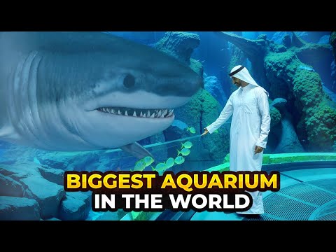 سباحة مع القروش؟ حوض الأحياء المائية العملاق في دبي