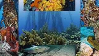 Bonaire Salt Pier Sponge Rescue ep. 59 #4k #uhd screenshot 4